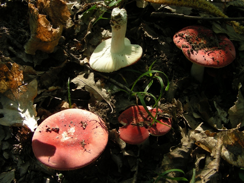 Un polentone in castagneto